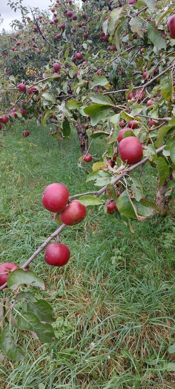 Samozber jabĺk Ekosady Koš 2020 - Podujatie