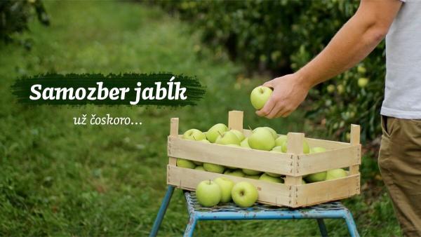 Samozber jabĺk Emilove Sady Dvory nad Žitavou 2020 - Podujatie