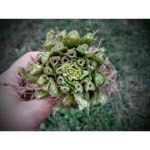 Divoké byliny z Bátovskej kotliny - Lokálny trh