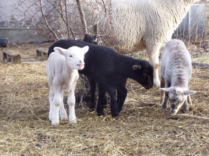 Ovce na údržbu sadu - farma Na Háji - farma Na Háji