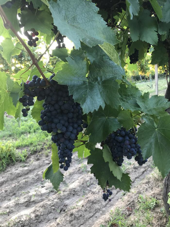 Frankovka 2018 vo vinici - Kotrus rodinné vinárstvo - Kotrus rodinné vinárstvo