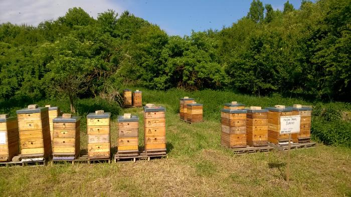 Kočovanie za Agátom - Moje včely - Moje včely