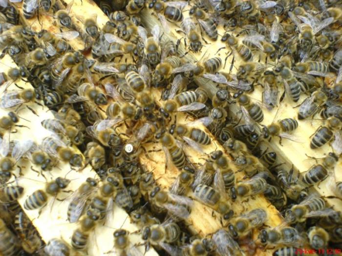 Včelárska farma Šútorka - Včelárska farma Šútorka