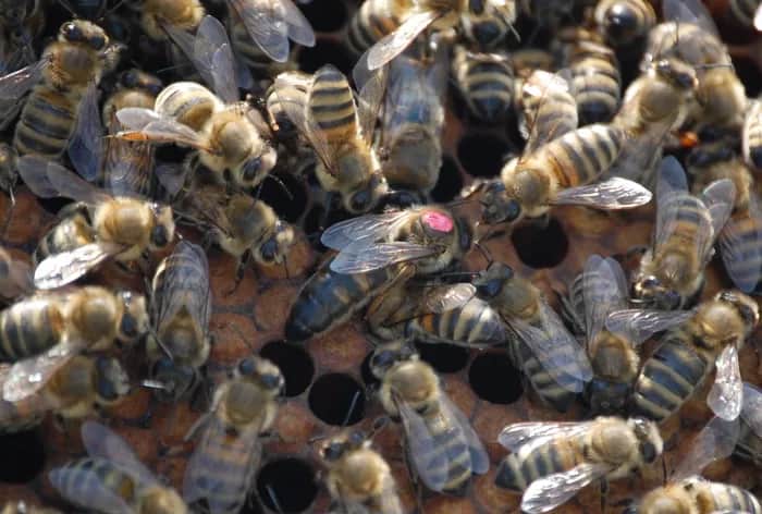 Včelárstvo Neviďanský - Včelárstvo Neviďanský