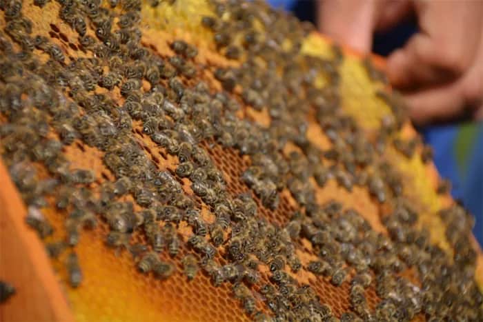 Včelárstvo Neviďanský - Včelárstvo Neviďanský